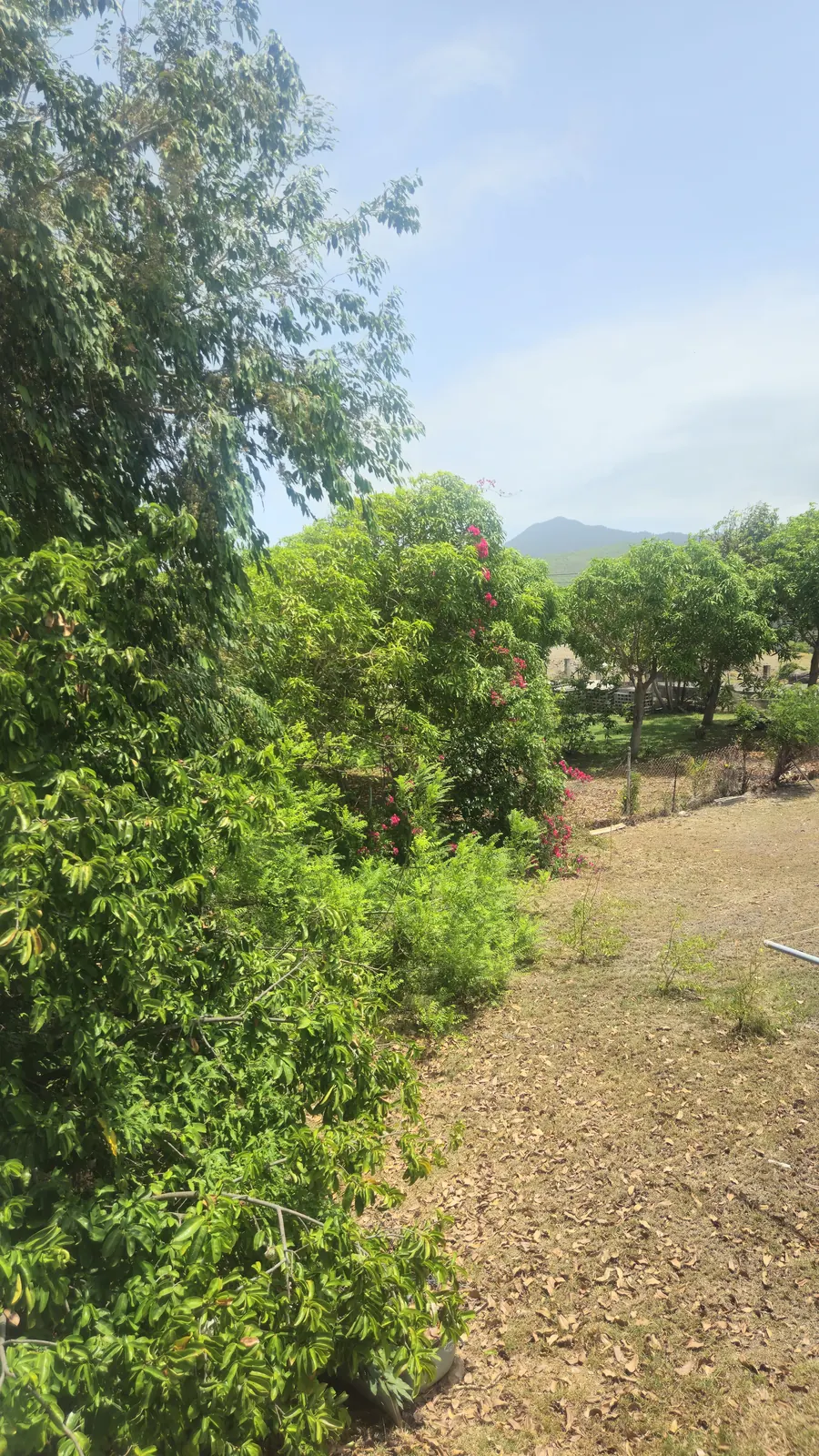 Garden pathway with mountain view at Nisbet Estate