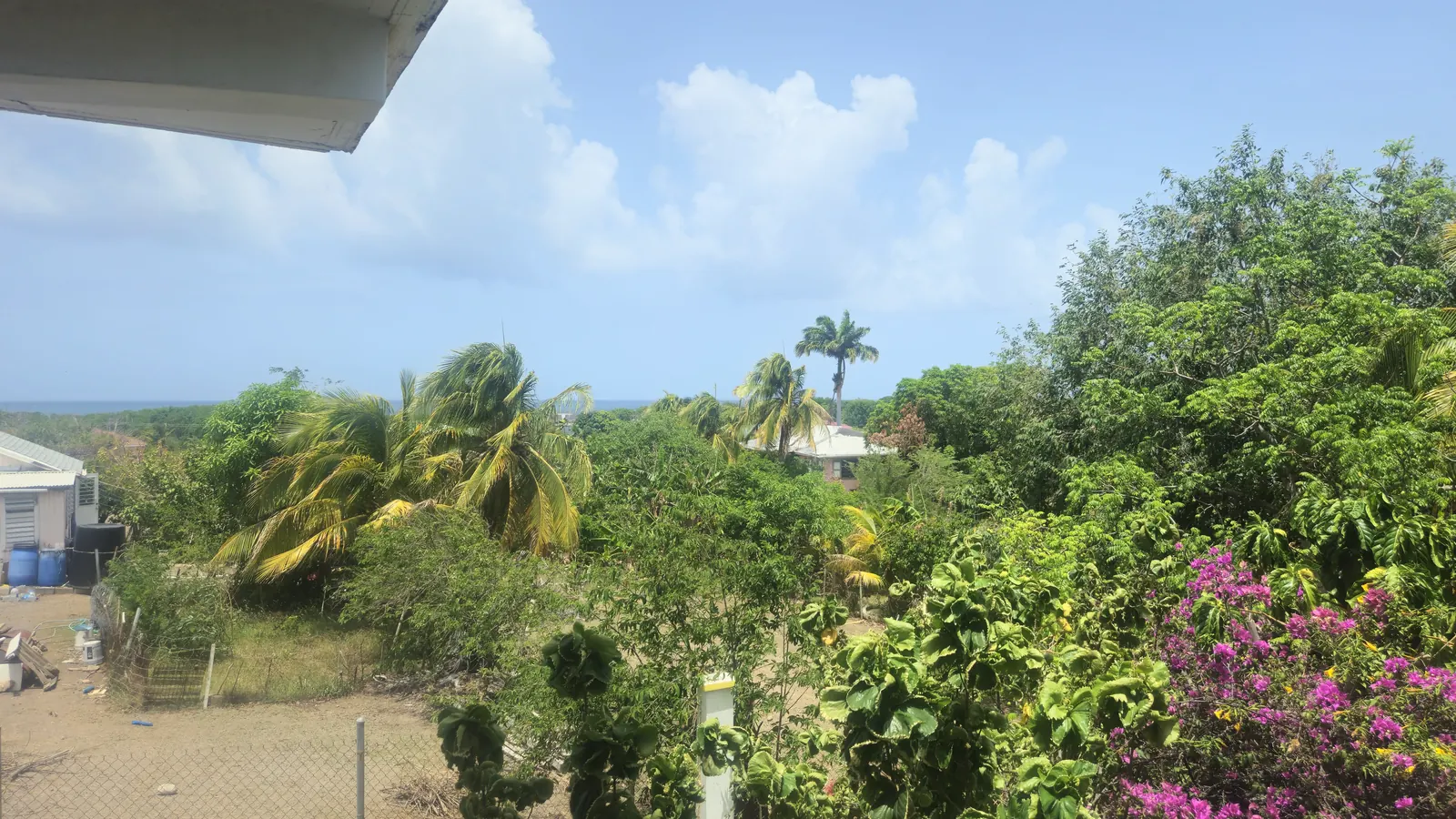 Ocean view from the property balcony through the palms